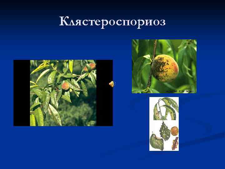 Клястероспориоз 