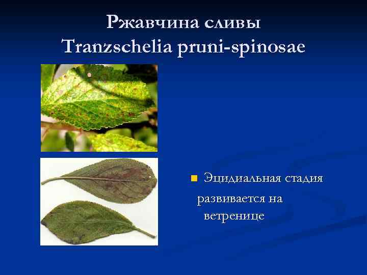 Ржавчина сливы Tranzschelia pruni-spinosae Эцидиальная стадия развивается на ветренице n 