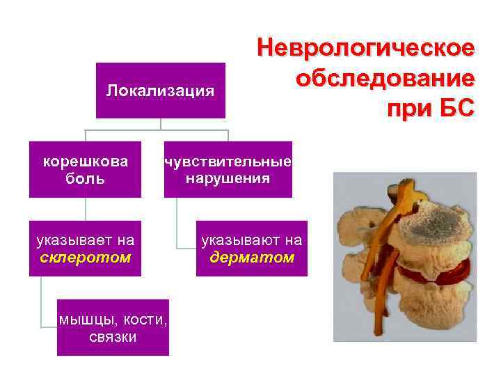 Локализация корешкова боль Неврологическое обследование при БС чувствительные нарушения указывает на склеротом мышцы, кости,