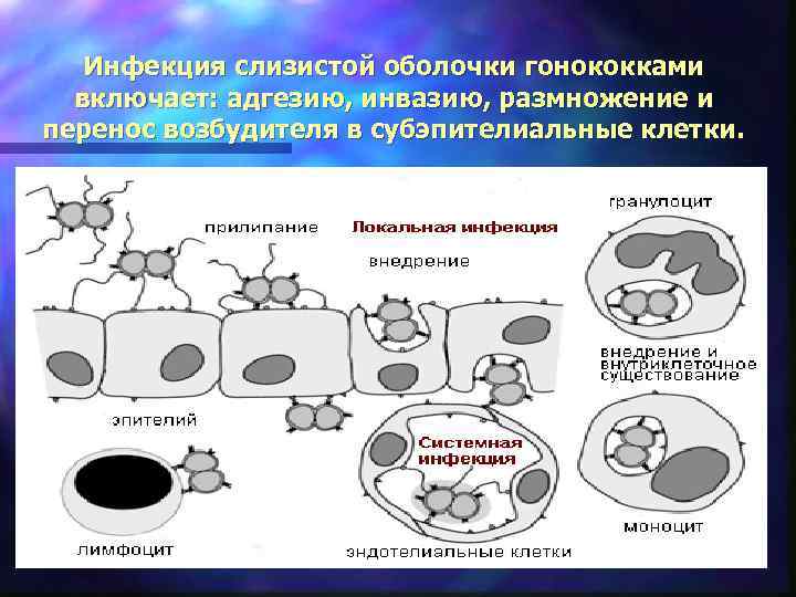 Инфекция слизистой оболочки гонококками включает: адгезию, инвазию, размножение и перенос возбудителя в субэпителиальные клетки.