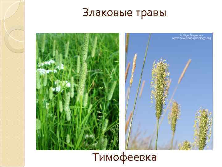 Злаковые травы Тимофеевка 