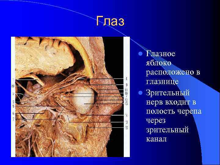 Глазное яблоко расположено в глазнице l Зрительный нерв входит в полость черепа через зрительный