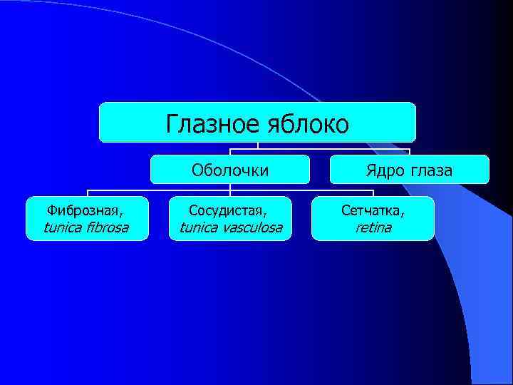 Глазное яблоко Оболочки Фиброзная, tunica fibrosa Сосудистая, tunica vasculosa Ядро глаза Сетчатка, retina 