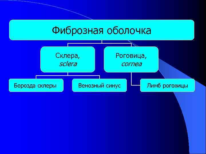 Фиброзная оболочка Склера, sclera Борозда склеры Роговица, Венозный синус cornea Лимб роговицы 