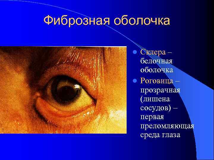 Фиброзная оболочка Склера – белочная оболочка l Роговица – прозрачная (лишена сосудов) – первая