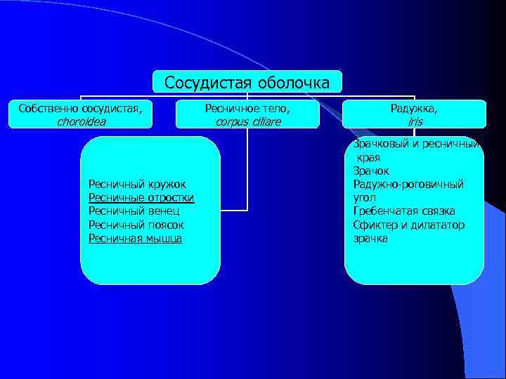 Сосудистая оболочка Собственно сосудистая, choroidea Ресничный кружок Ресничные отростки Ресничный венец Ресничный поясок Ресничная