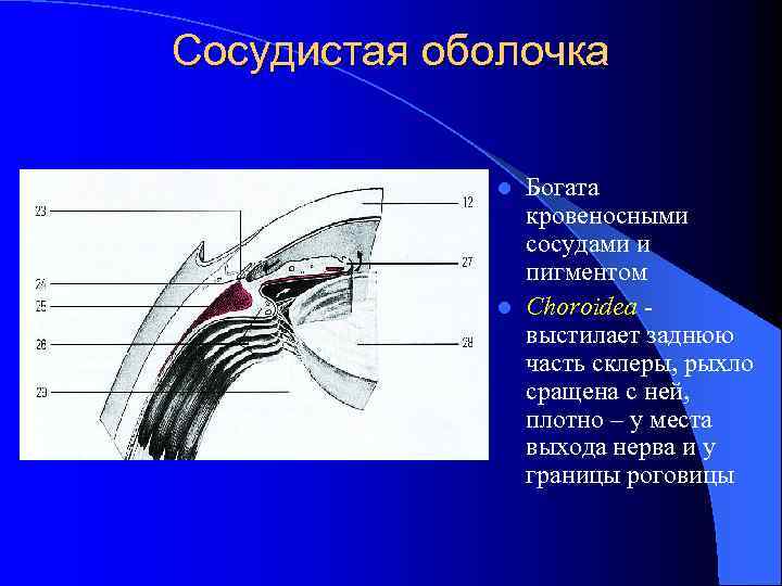 Сосудистая оболочка Богата кровеносными сосудами и пигментом l Choroidea выстилает заднюю часть склеры, рыхло