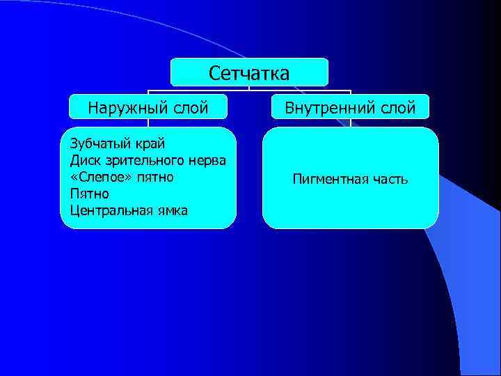 Сетчатка Наружный слой Внутренний слой Зубчатый край Диск зрительного нерва «Слепое» пятно Пятно Центральная