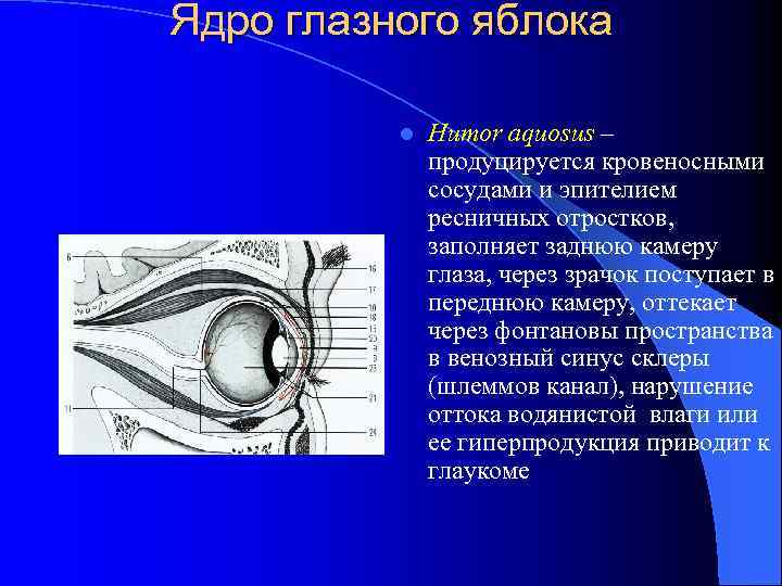 Ядро глазного яблока l Humor aquosus – продуцируется кровеносными сосудами и эпителием ресничных отростков,