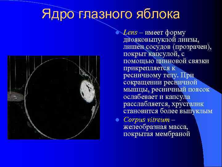 Ядро глазного яблока Lens – имеет форму двояковыпуклой линзы, лишен сосудов (прозрачен), покрыт капсулой,