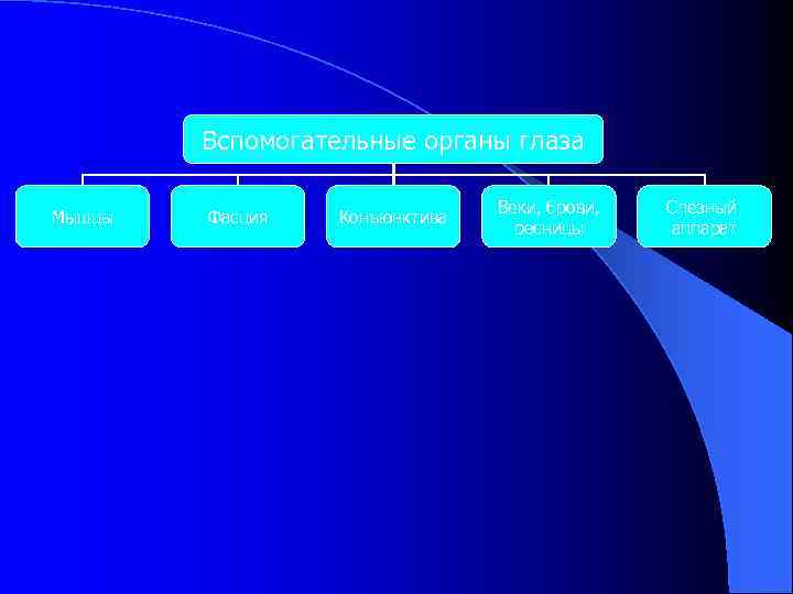 Вспомогательные органы глаза Мышцы Фасция Конъюнктива Веки, брови, ресницы Слезный аппарат 
