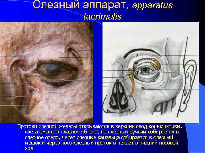 Слезный аппарат, apparatus lacrimalis Протоки слезной железы открываются в верхний свод конъюнктивы, слеза омывает