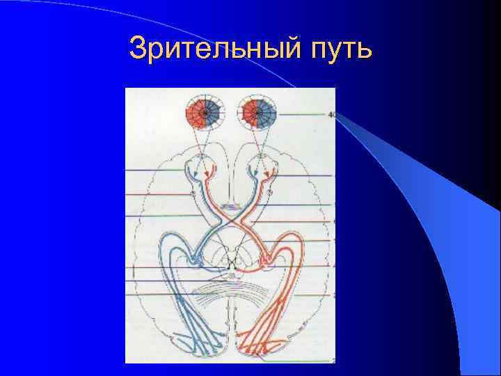Зрительный путь 