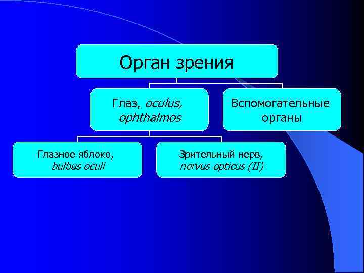 Орган зрения Глаз, oculus, ophthalmos Глазное яблоко, bulbus oculi Вспомогательные органы Зрительный нерв, nervus