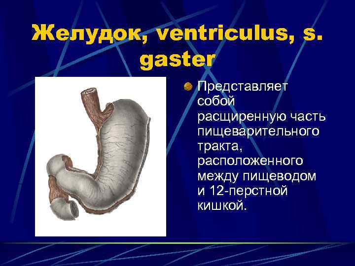 Желудок, ventriculus, s. gaster Представляет собой расщиренную часть пищеварительного тракта, расположенного между пищеводом и