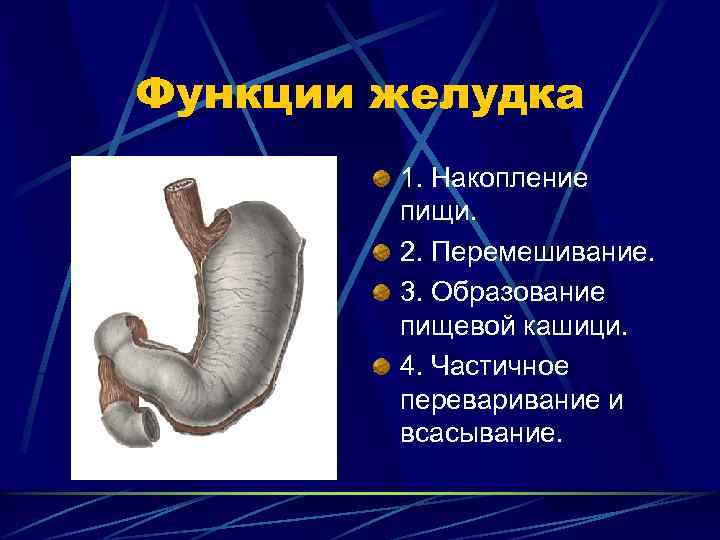 Функции желудка 1. Накопление пищи. 2. Перемешивание. 3. Образование пищевой кашици. 4. Частичное переваривание