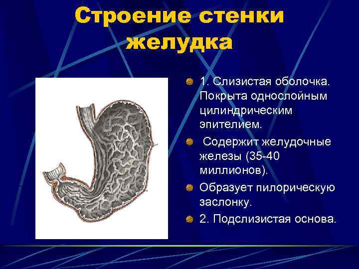 Строение стенки желудка 1. Слизистая оболочка. Покрыта однослойным цилиндрическим эпителием. Содержит желудочные железы (35