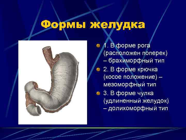 Формы желудка 1. В форме рога (расположен поперек) – брахиморфный тип 2. В форме