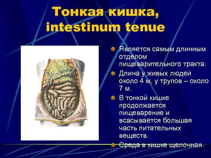 Тонкая кишка, intestinum tenue Является самым длинным отделом пищеварительного тракта. Длина у живых людей