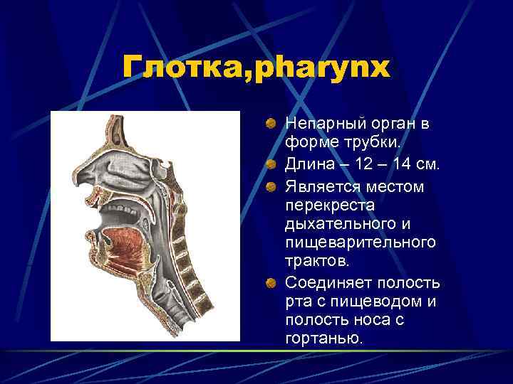 Глотка, pharynx Непарный орган в форме трубки. Длина – 12 – 14 см. Является