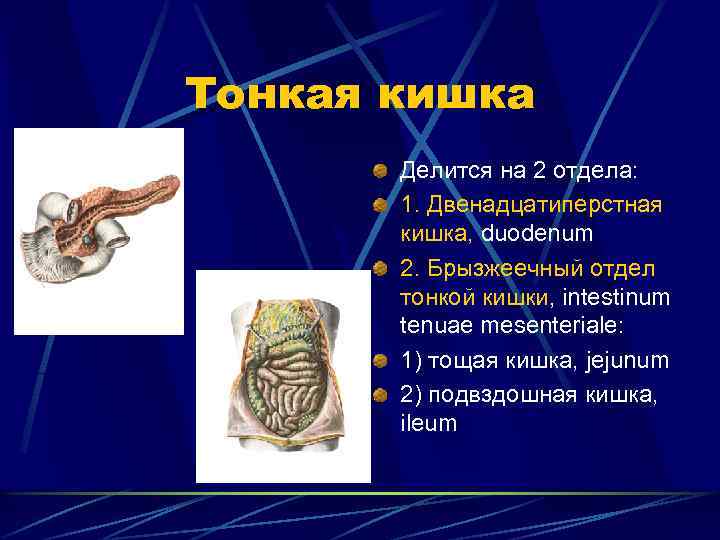 Тонкая кишка Делится на 2 отдела: 1. Двенадцатиперстная кишка, duodenum 2. Брызжеечный отдел тонкой