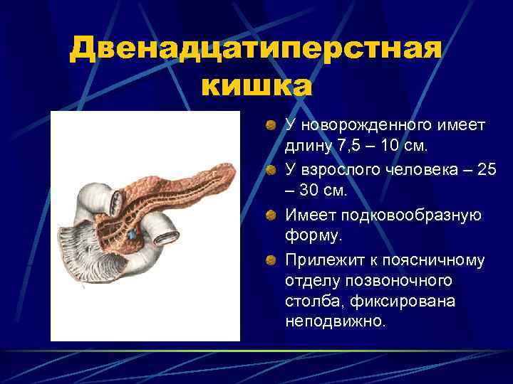 Двенадцатиперстная кишка У новорожденного имеет длину 7, 5 – 10 см. У взрослого человека