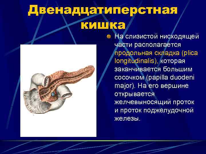 Двенадцатиперстная кишка На слизистой нисходящей части располагается продольная складка (plica longitudinalis), которая заканчивается большим