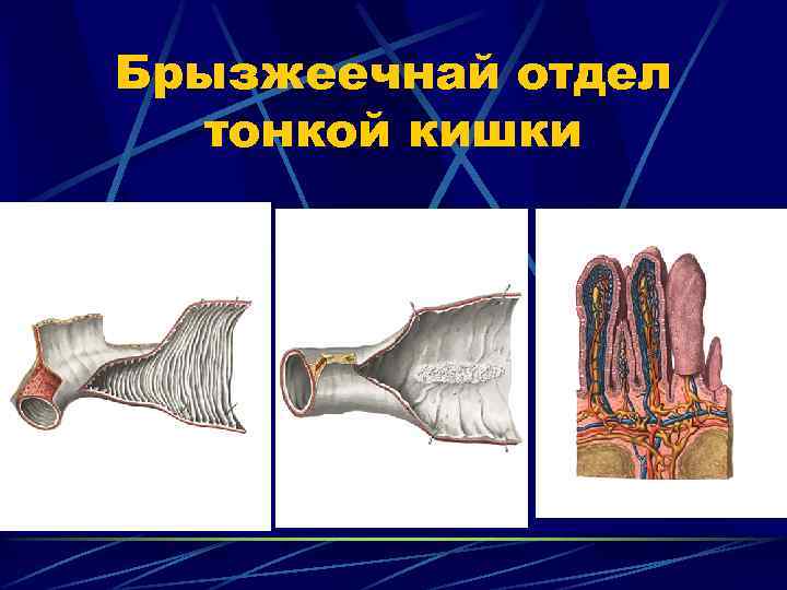 Брызжеечнай отдел тонкой кишки 