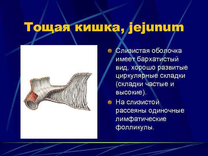 Тощая кишка, jejunum Слизистая оболочка имеет бархатистый вид, хорошо развитые циркулярные складки (складки частые