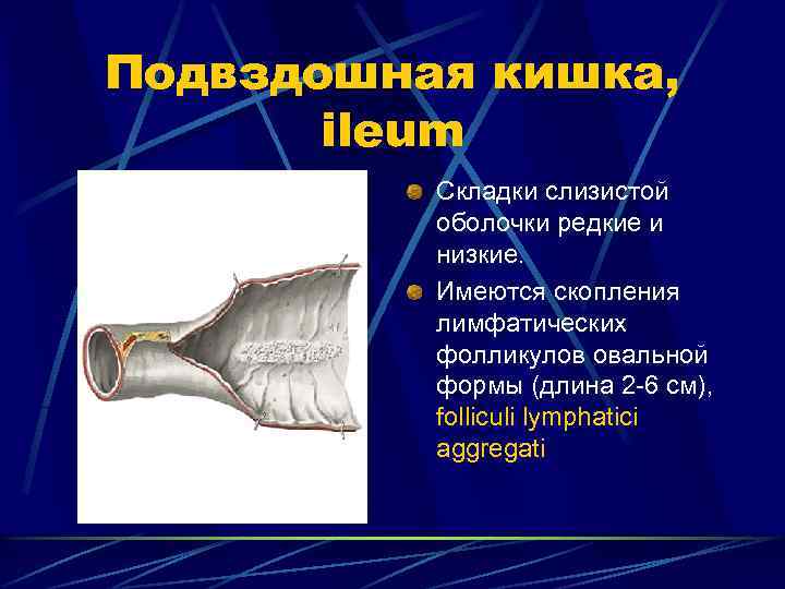 Подвздошная кишка, ileum Складки слизистой оболочки редкие и низкие. Имеются скопления лимфатических фолликулов овальной