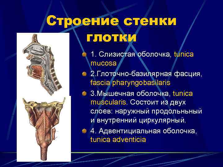 Глотка стенки