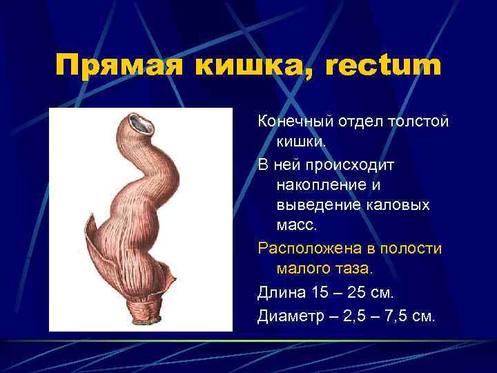 Прямая кишка, rectum Конечный отдел толстой кишки. В ней происходит накопление и выведение каловых