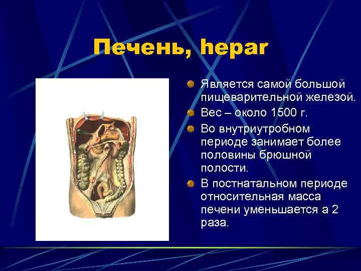 Печень, hepar Является самой большой пищеварительной железой. Вес – около 1500 г. Во внутриутробном