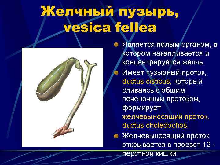 Желчный пузырь, vesica fellea Является полым органом, в котором накапливается и концентрируется желчь. Имеет