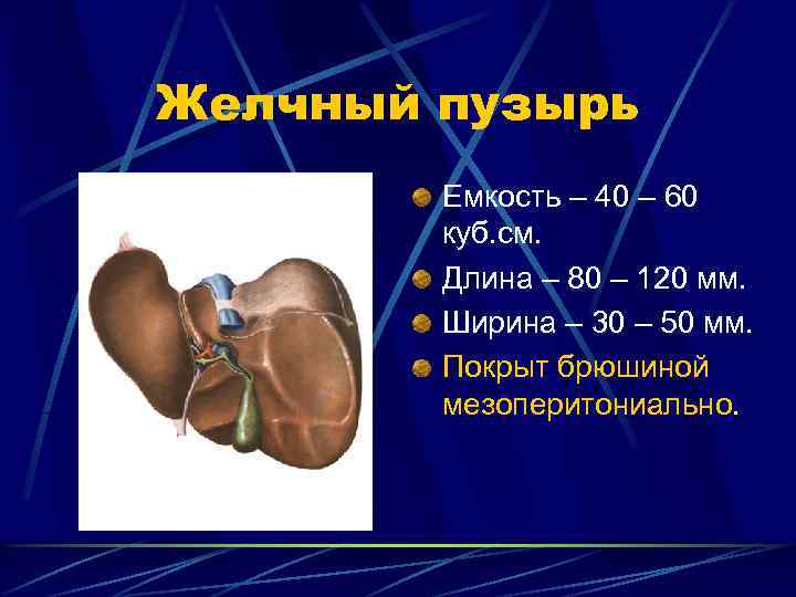 Желчный пузырь Емкость – 40 – 60 куб. см. Длина – 80 – 120