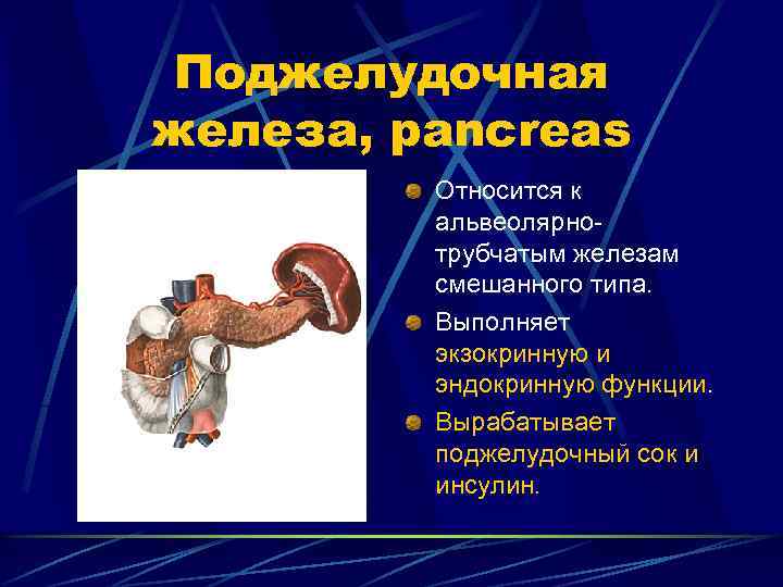 Поджелудочная железа, pancreas Относится к альвеолярнотрубчатым железам смешанного типа. Выполняет экзокринную и эндокринную функции.