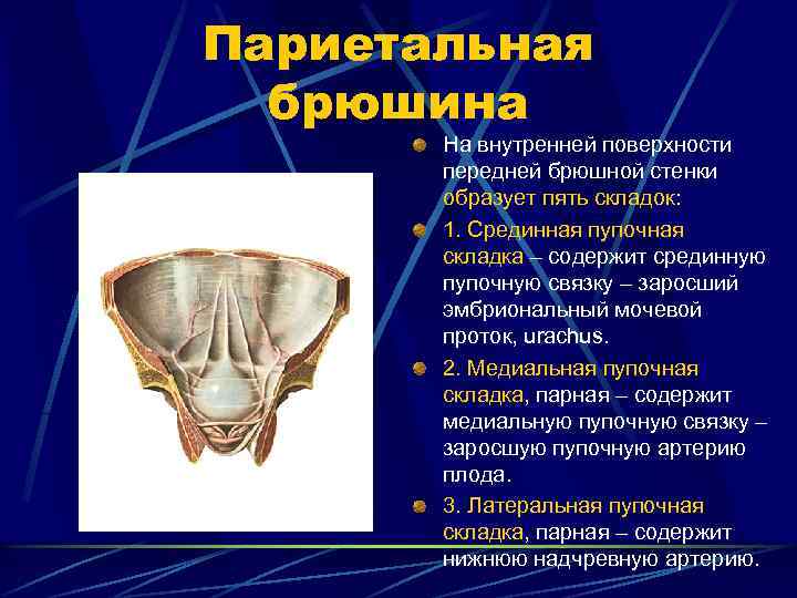 Париетальная брюшина На внутренней поверхности передней брюшной стенки образует пять складок: 1. Срединная пупочная