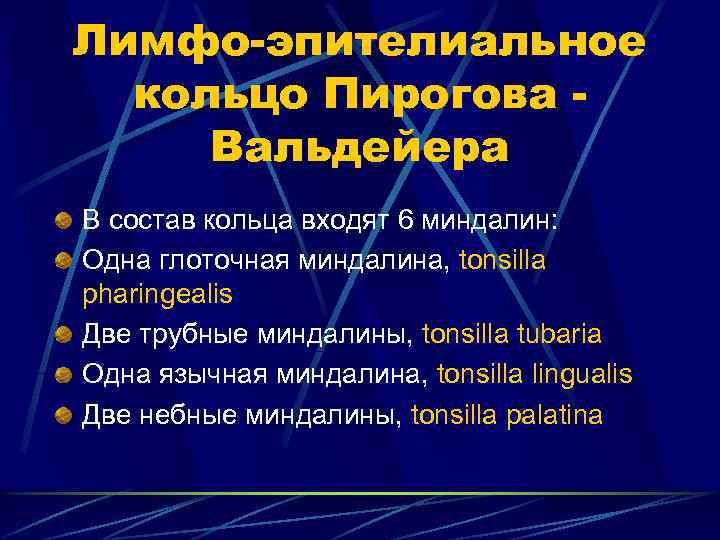 Лимфо-эпителиальное кольцо Пирогова Вальдейера В состав кольца входят 6 миндалин: Одна глоточная миндалина, tonsilla