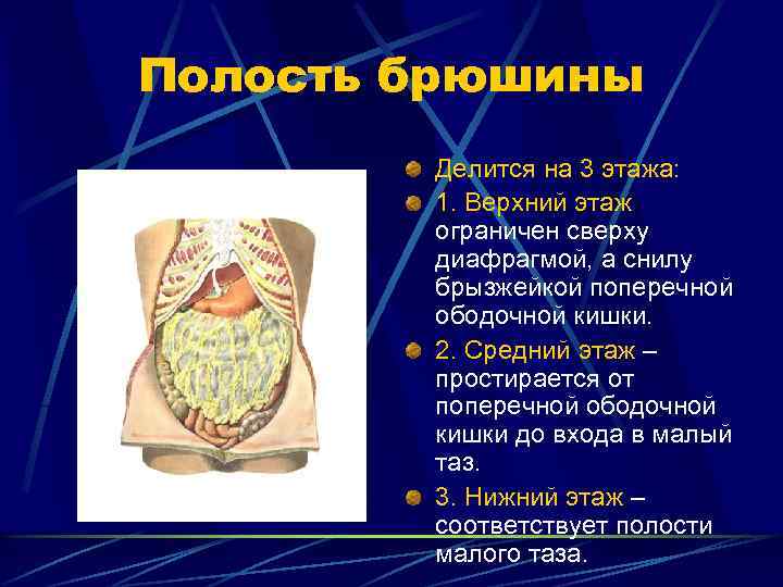 Полость брюшины Делится на 3 этажа: 1. Верхний этаж ограничен сверху диафрагмой, а снилу