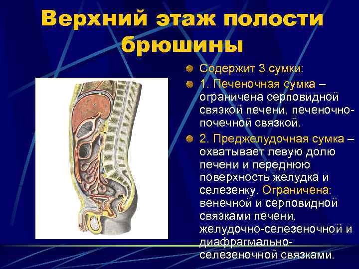 Верхний этаж полости брюшины Содержит 3 сумки: 1. Печеночная сумка – ограничена серповидной связкой