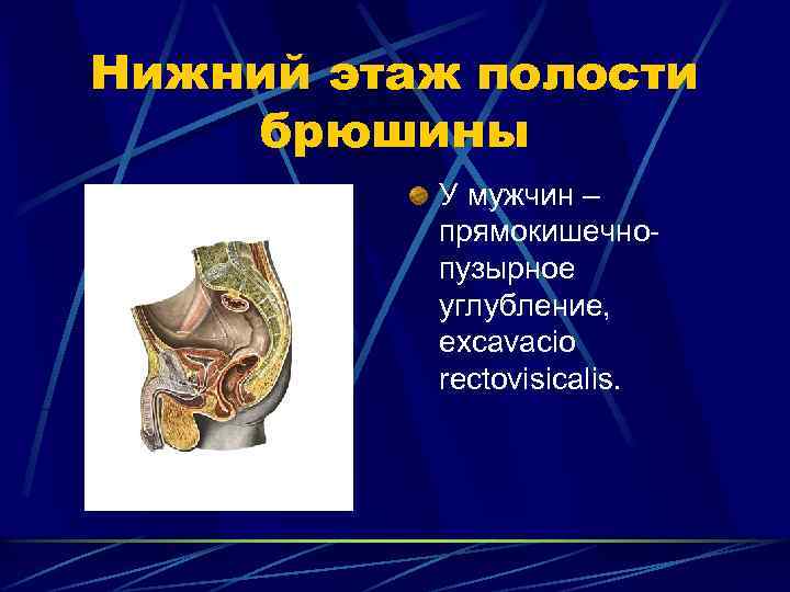 Нижний этаж полости брюшины У мужчин – прямокишечнопузырное углубление, excavacio rectovisicalis. 