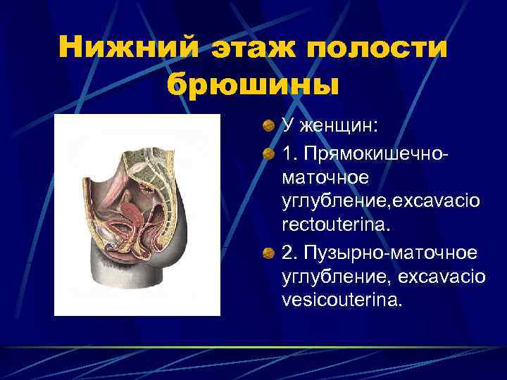 Нижний этаж полости брюшины У женщин: 1. Прямокишечноматочное углубление, excavacio rectouterina. 2. Пузырно-маточное углубление,