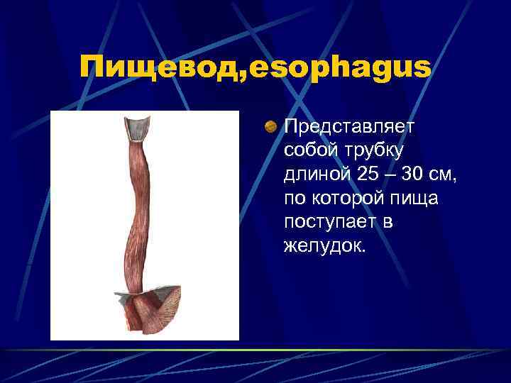 Пищевод, esophagus Представляет собой трубку длиной 25 – 30 см, по которой пища поступает