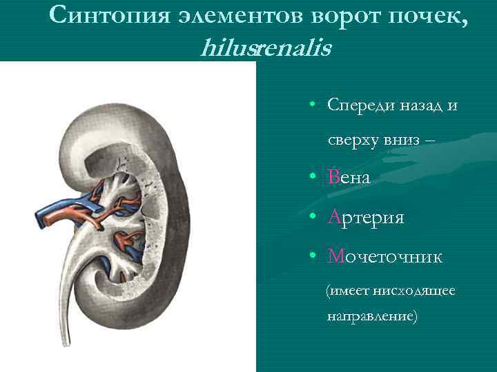 Cинтопия элементов ворот почек, hilusrenalis • Спереди назад и сверху вниз – • Вена