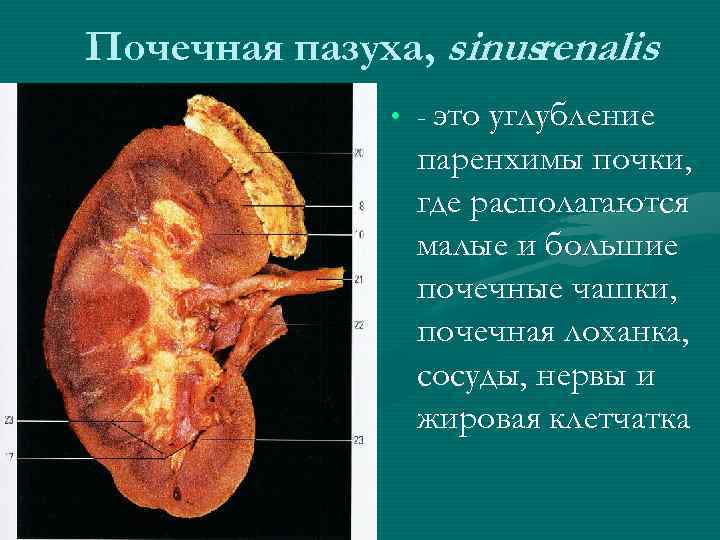 Паренхима почки фото