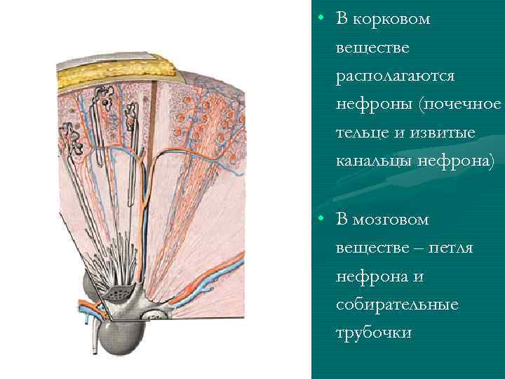  • В корковом веществе располагаются нефроны (почечное тельце и извитые канальцы нефрона) •