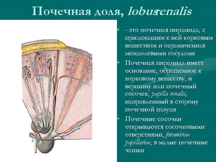 Почечная доля, lobus renalis • - это почечная пирамида, с прилежащим к ней корковым