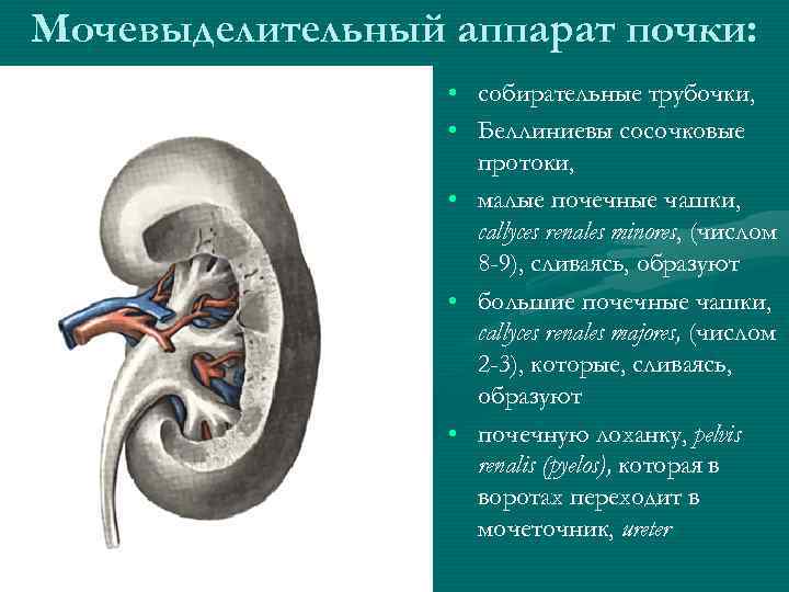 Мочеполовая система картинки