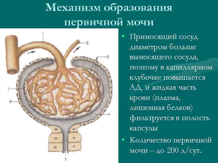 Механизм образования первичной мочи • Приносящий сосуд диаметром больше выносящего сосуда, поэтому в капиллярном