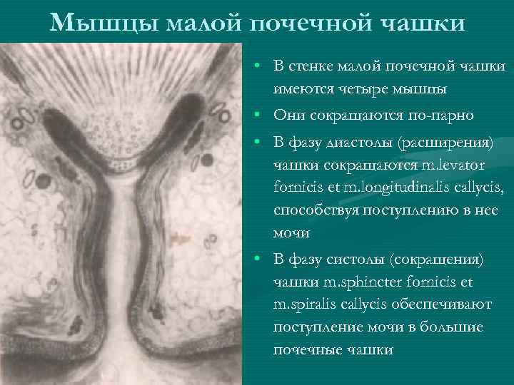 Мышцы малой почечной чашки • В стенке малой почечной чашки имеются четыре мышцы •